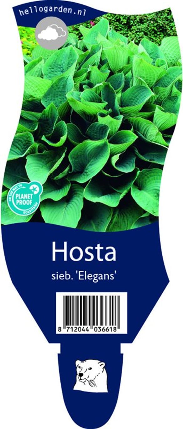 Hosta 'Elegans' - P11